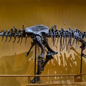 Paleon Museum