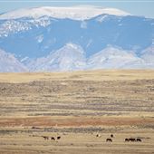 McCullough Peaks Wild Hourse Herd Area