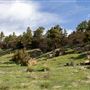 Pine Mountain Area - County Road 209