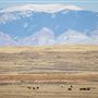 McCullough Peaks Wild Hourse Herd Area