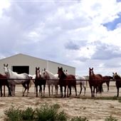 Reach 4A Star Riding Academy