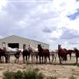 Reach 4A Star Riding Academy