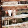 Hoodoo Ranch